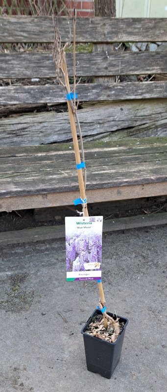 Blauer Kentucky-Blauregen Blue Moon - Schlingpflanze - 60-80 cm hoch - Co. 2 L