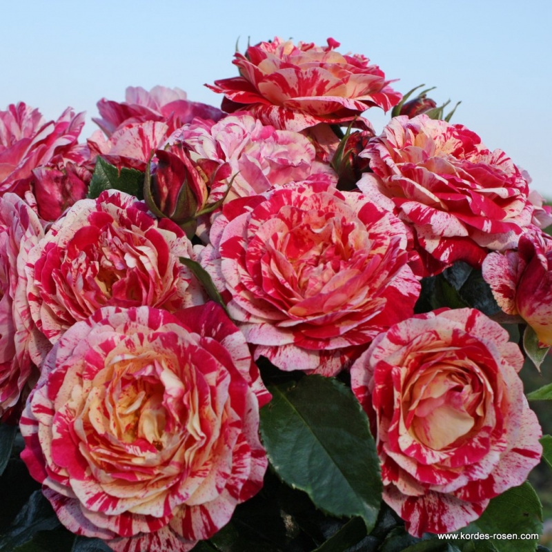 Beetrose Abracadabra ® Koramsaro ® Kordes 2014 - Co. 5 L