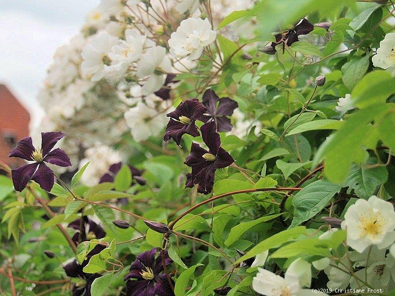 Clematis viticella Etoile Violett, 40-60 cm hoch, Co. 2 L