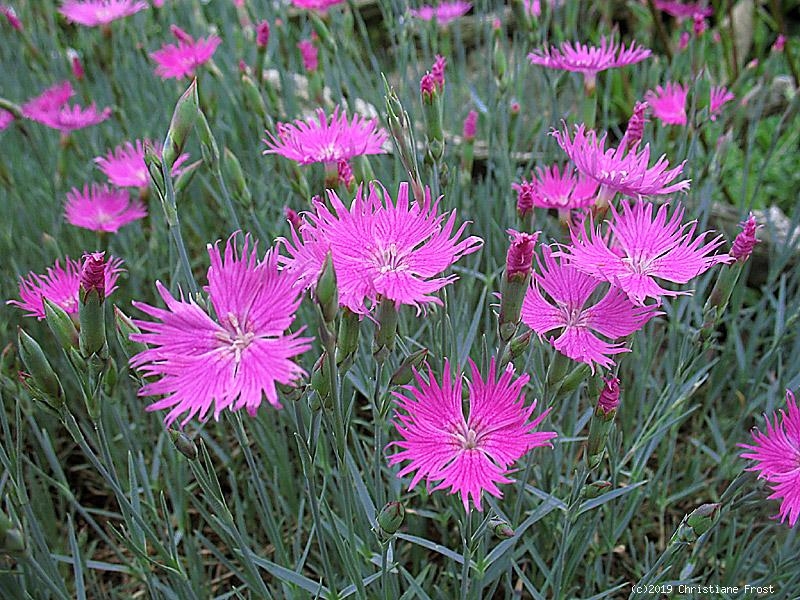 Pfingstnelke Pink Jewel - rosa, gefüllt, Polster bildend - Tb 9