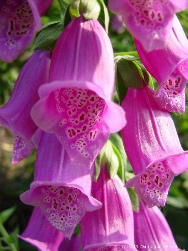 4 x Heimischer Roter Fingerhut, Bienenweide, Wildstaude - Tb 9