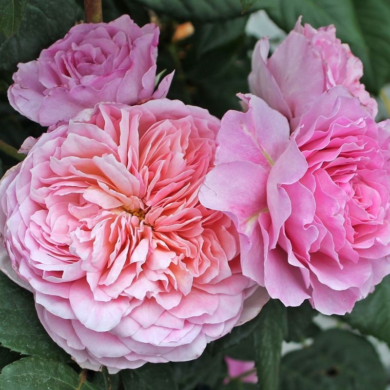 Nostalgie-Edelrose  Eisvogel ®  von Tantau, 2016 - Co. 5 L