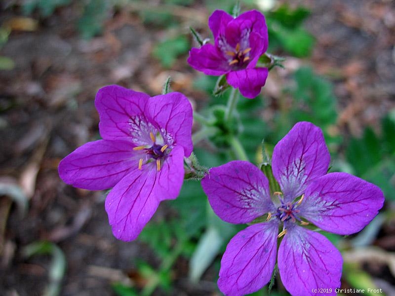 Reiherschnabel, duftende Blüten, Bienenweide - Tb 11