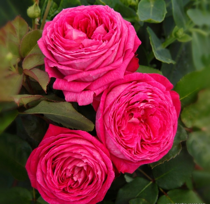 Beetrose Freifrau Caroline ® , Kordes, 2017, Parfuma® Duftrose, ADR-Rose - Wurzelware