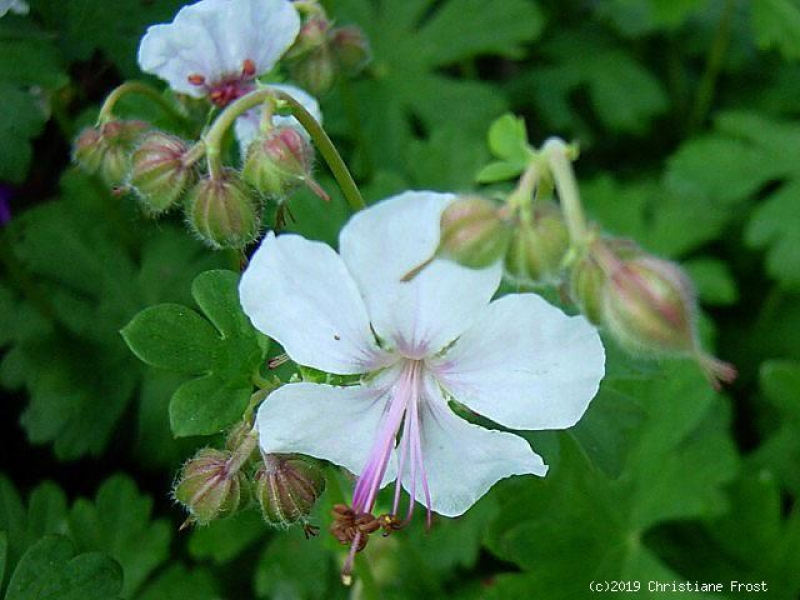 Cambridge-Storchschnabel Biokovo - weiß - TB 9
