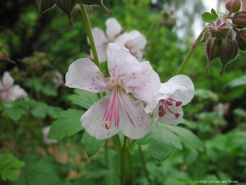 6 x Balkan-Storchschnabel Ingwersen - rosa - Bodendecker - Tb 9 - Kopie