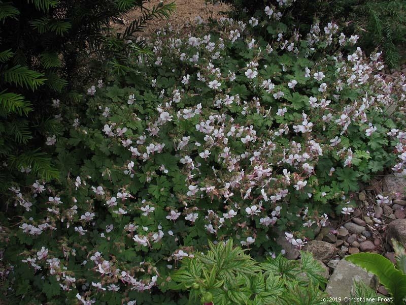 6 x Balkan-Storchschnabel Ingwersen - rosa - Bodendecker - Tb 9 - Kopie