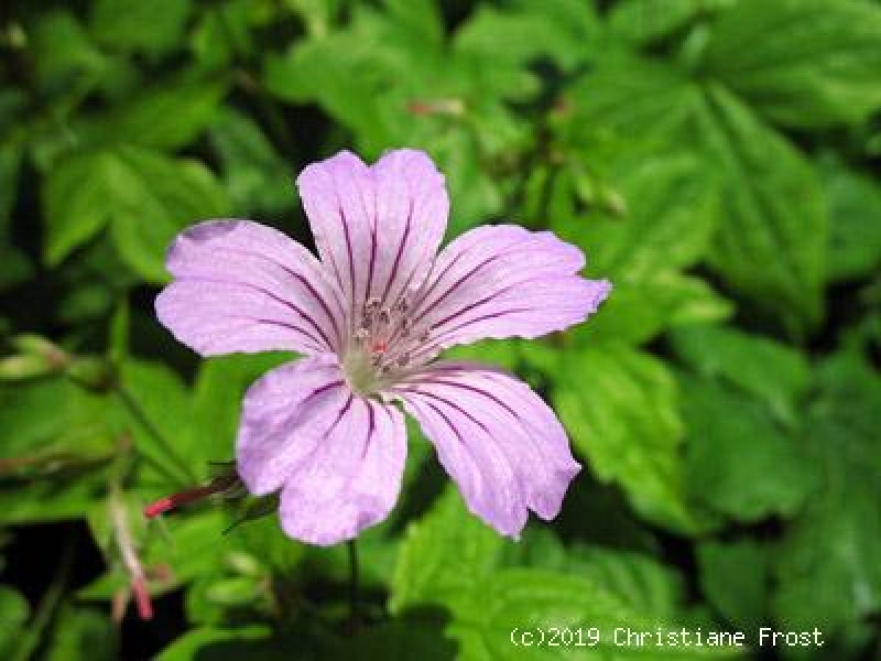 Knotiger Bergwald-Storchschnabel, Geranium nodosum - Tb 11