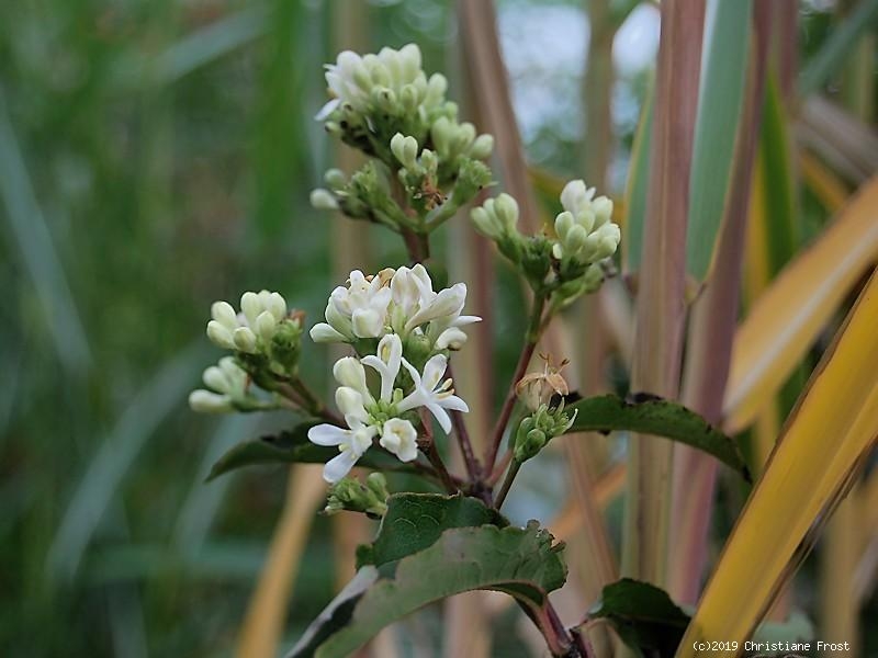 Sieben-Söhne-des-Himmels-Strauch, Herbstblüher, Bienenweide, 40-60 cm hoch, Co. 3 L