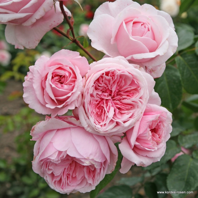 Kletterrose Kiss Me Kate ® , Kornagelio ®, Kordes, 2016 - Wurzelware