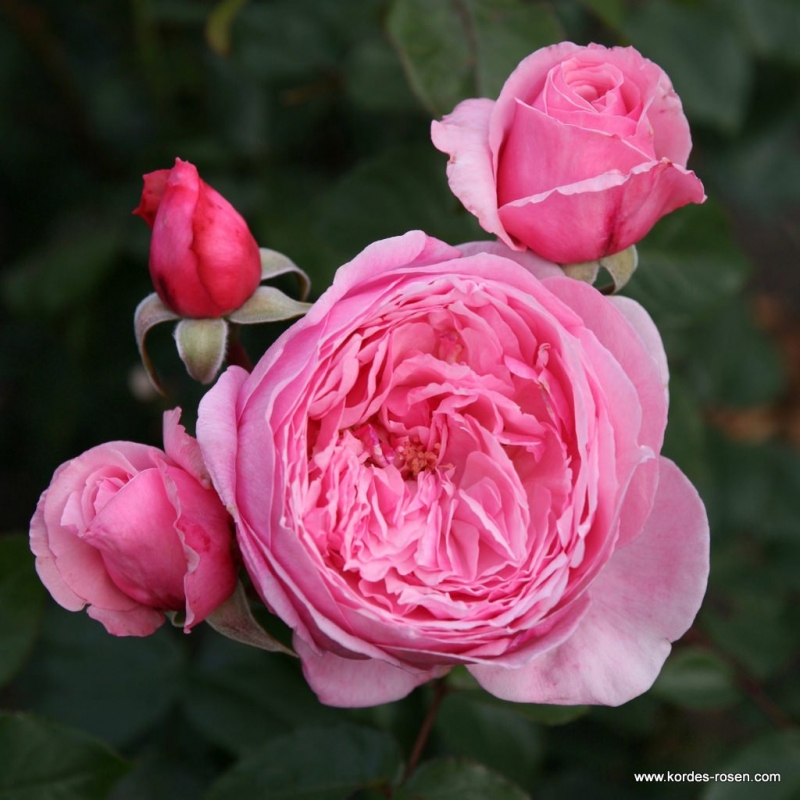 Kletterrose Kiss Me Kate ® , Kornagelio ®, Kordes, 2016 - Wurzelware