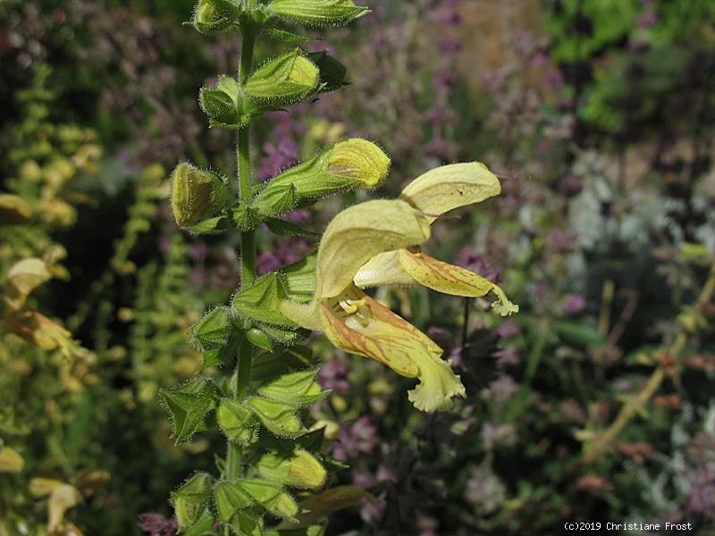 Klebriger Salbei, Salvia glutinosa, gelbe Blüten - Tb 9
