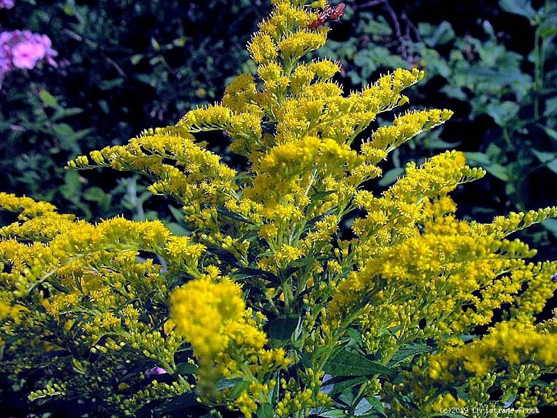 4 x Goldrute / Goldbandrute, schöner Herbstblüher, Bienenweide - Tb 9