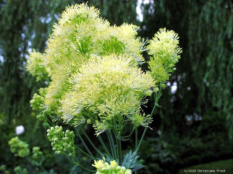 Große Wiesenraute, schwefelgelbe Blüten, Co. 2,7 L