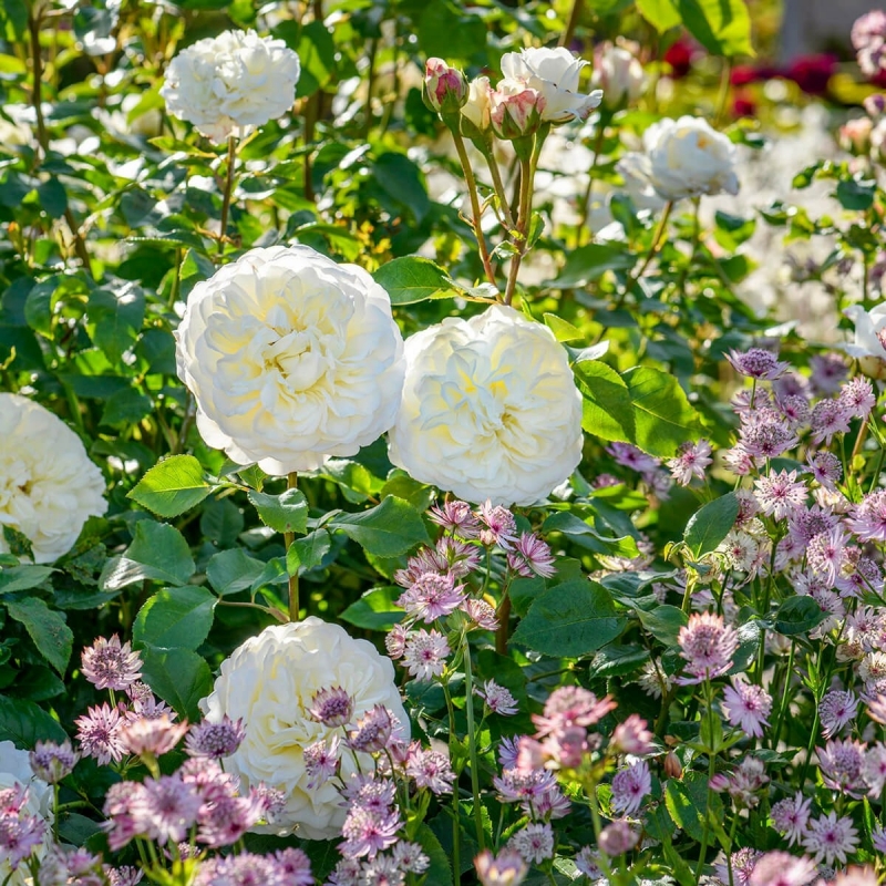 Englische Rose Tranquillity ® , Ausnoble ® David Austin , 2012 - Co. 7,5 L