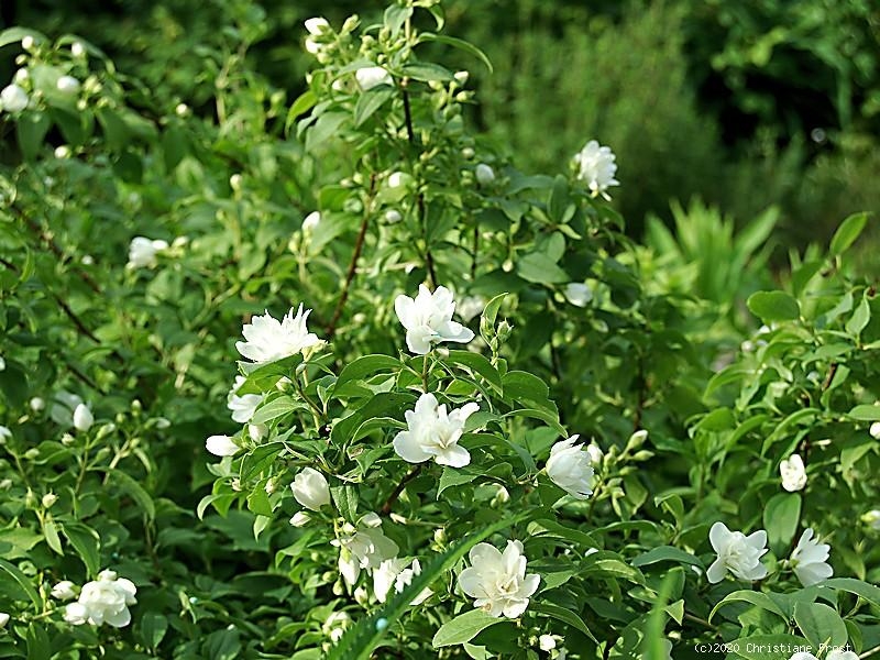 Zwerg-Bauernjasmin Manteau d'Hermine, 30 - 40 cm hoch, Co. 3 L