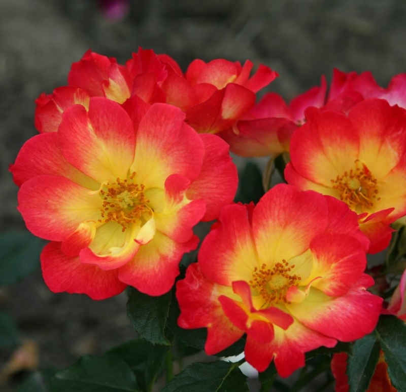 Bodendeckerrose Summer of Love ® Nektar Garten ® Kordes, 2017, ADR-Rose - Co. 5 L