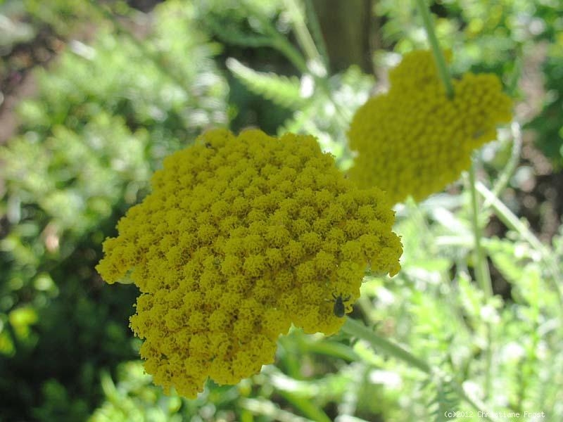 Schafgarbe Coronation Gold , goldgelb , Co. 2 L