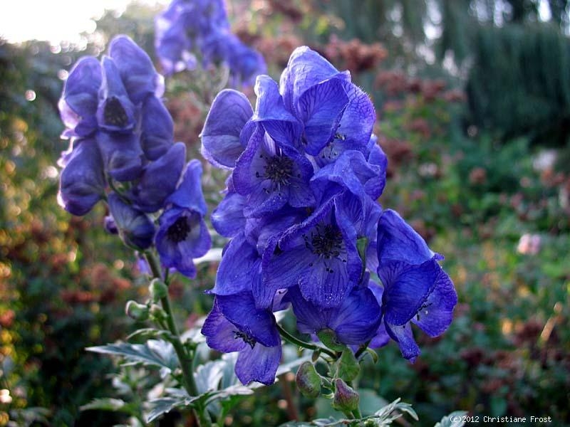 Herbst Eisenhut Arendsii, leuchtend blauviolett , Tb 11