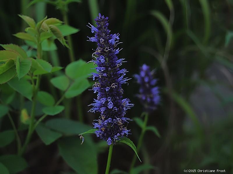 3 x Duftnessel Black Adder, Dauerblüher, Schmetterlingsmagnet,  Tb 9
