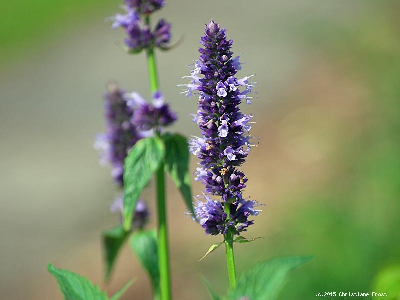 3 x Duftnessel Black Adder, Dauerblüher, Schmetterlingsmagnet,  Tb 9