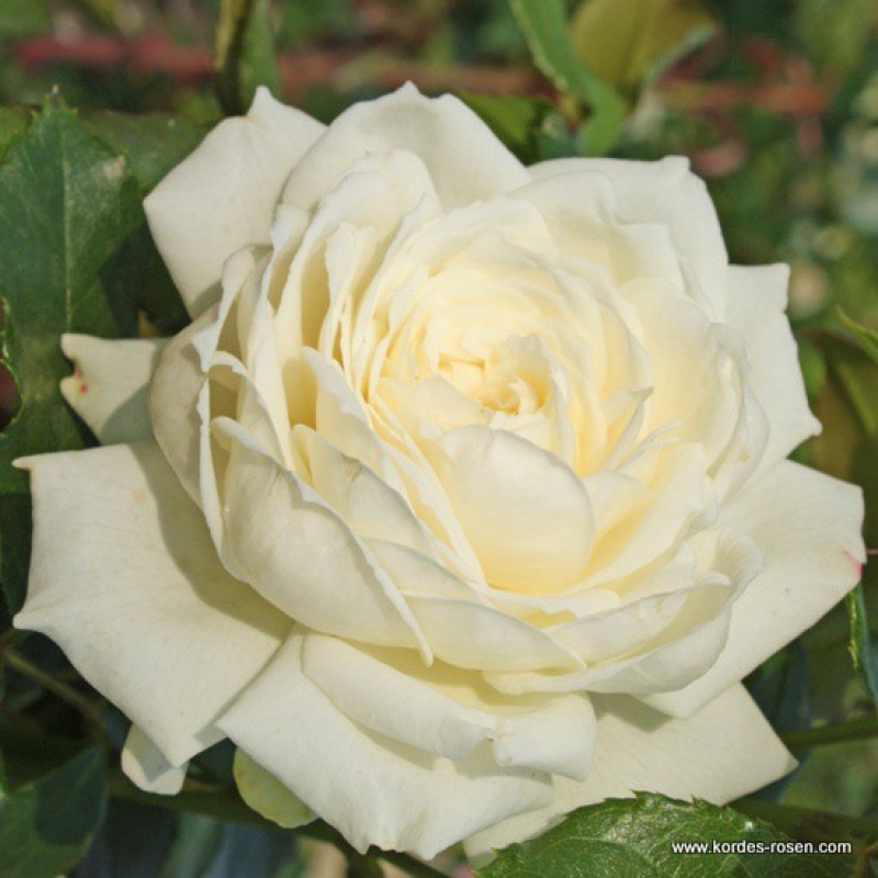 Kletterrose  Alaska ® / Future ®   Kordes 2014 - Co. 5 L