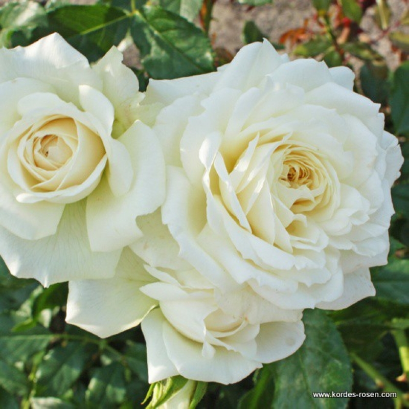 Kletterrose  Alaska ® / Future ®   Kordes 2014 - Co. 5 L