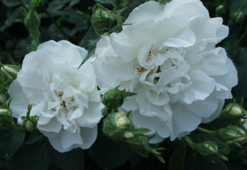 Historische Rose Alba Maxima,  vor 1500 - Co. 5 L