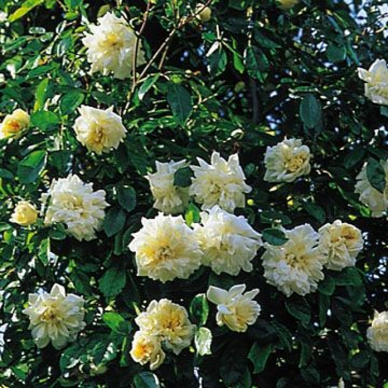 Ramblerrose Alberic Barbier ,  Barbier, 1900 - Co. 7,5 L