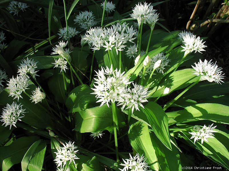 3 x Bärlauch, Bär-Lauch, heimische Wildpflanze, Kräuter - Tb 9