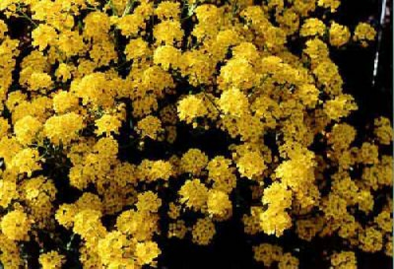 Berg Steinkraut Berggold , intensiv gelb,  Tb 9