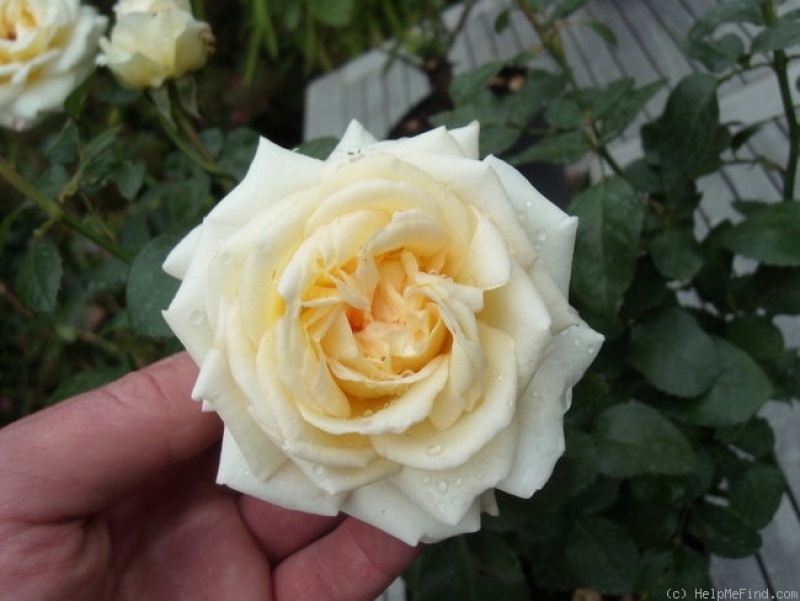 Edelrose Ambiente ® Noaenta ® Noack, 2001 - Co. 5 L