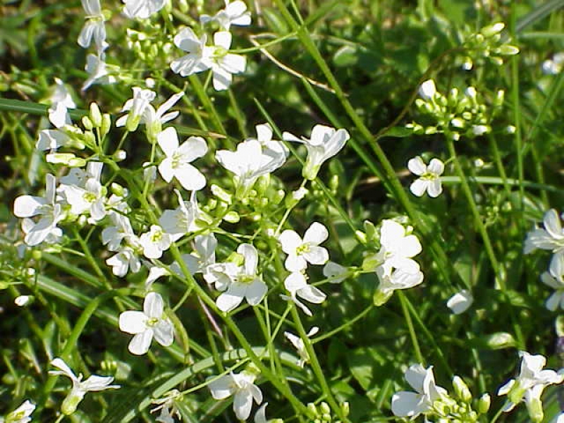Immergrüne Gänsekresse Neuschnee - weiß - Tb 9