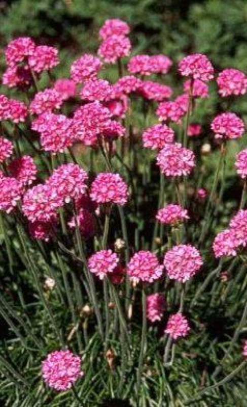 Garten-Grasnelke Splendens - für den Steingarten - Tb 9