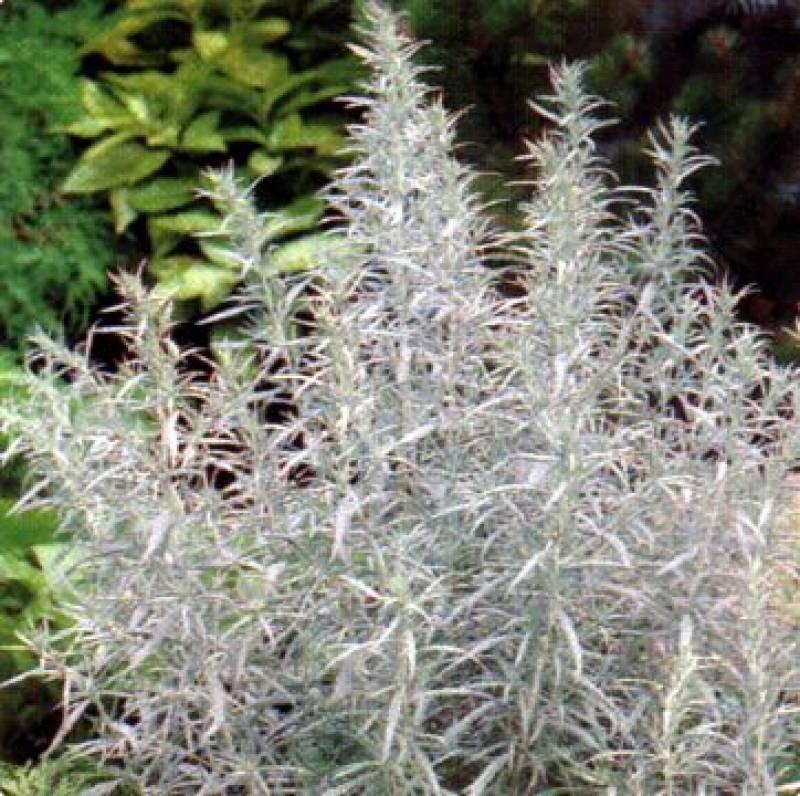 Silberraute Silver Queen, silbrige Blattschmuckstaude, Co. 2 L