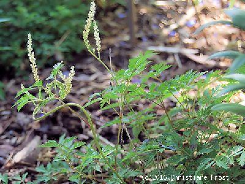 6 x Zwerg-Geißbart - weiße Blüte - Herbstfärbung - TB 9