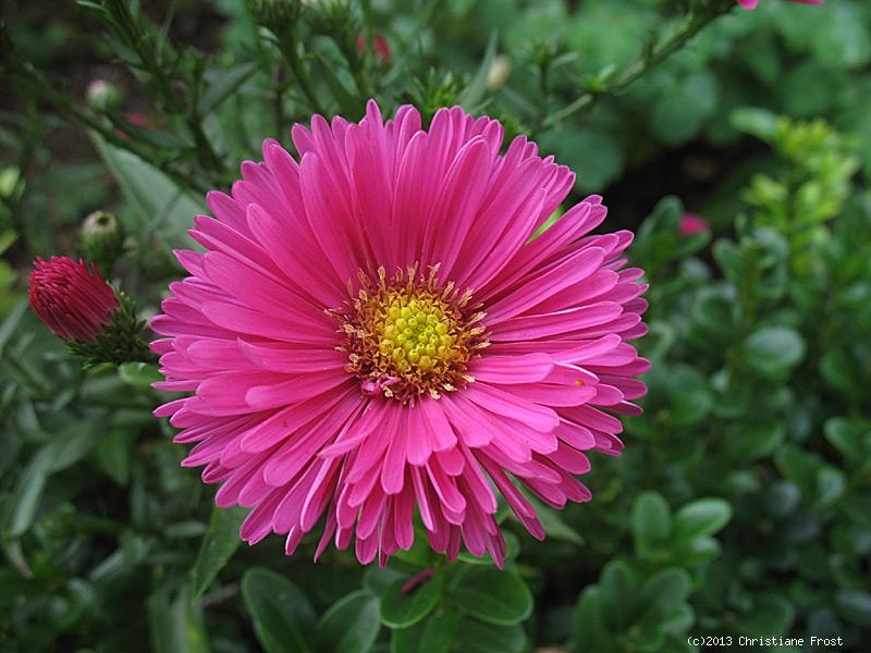 3 x Raublatt-Aster Alma Pötschke - lachsrosa - Tb 11