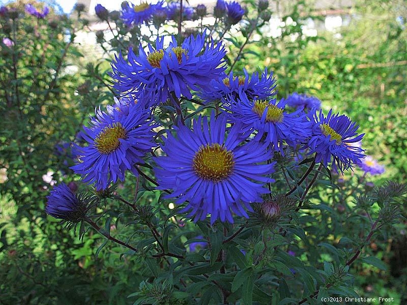 3 x Raublatt-Aster Barr's Blue- Spätblüher - Tb 11