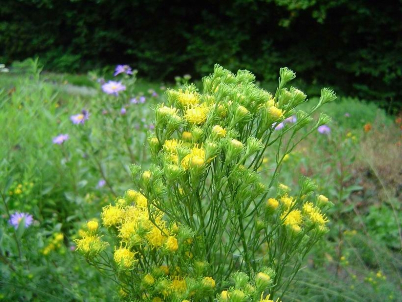 6 x Goldhaar-Aster - Europäische Wildaster - gelb - Tb 9