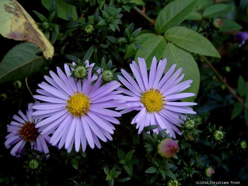 Kissen-Aster Professor Anton Kippenberg - Herbstblüher - Co. 3 L