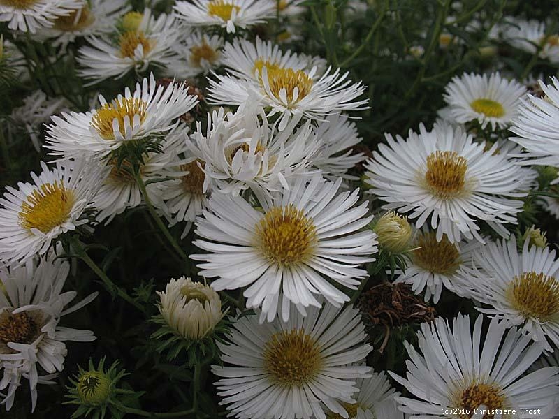 3 x Raublatt-Aster Herbstschnee , weißer Spätblüher , Tb 11
