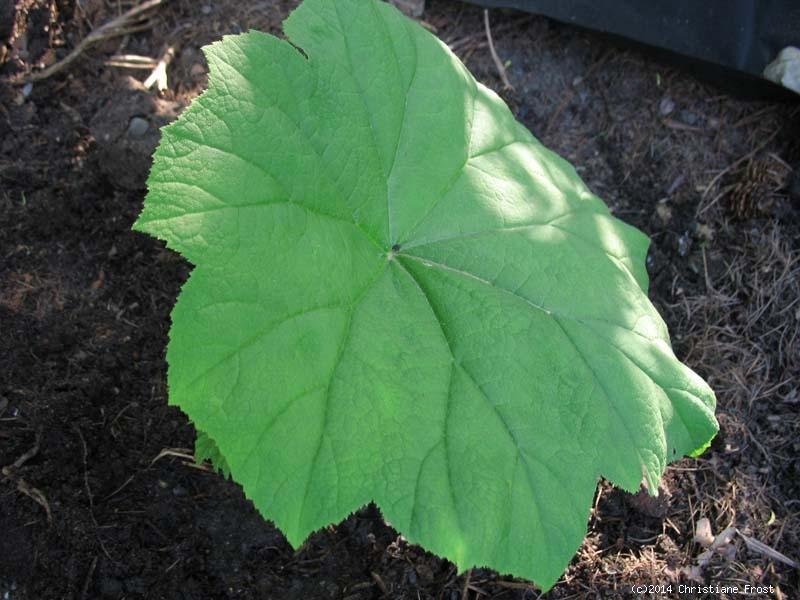 Tafelblatt - Blattschmuckstaude für den Halbschatten - Co. 3 l.