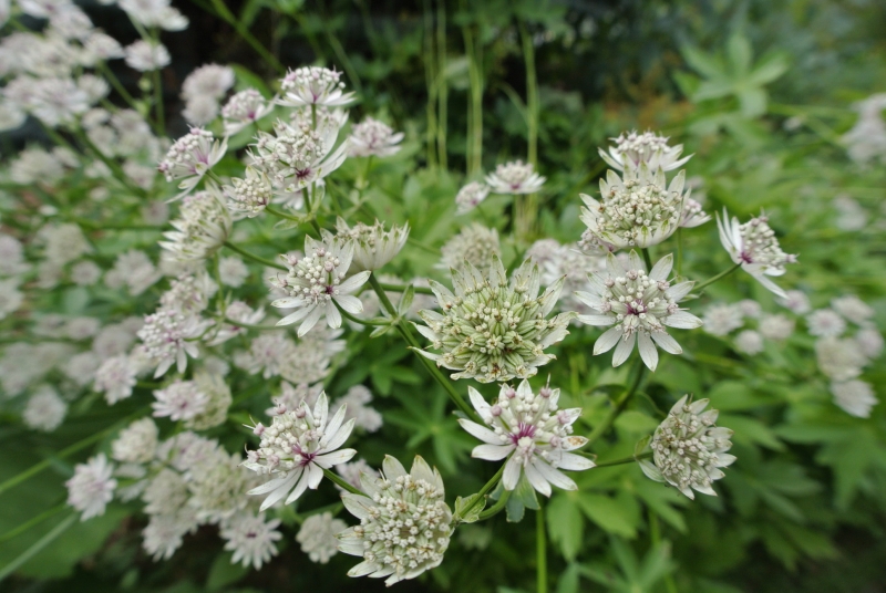 4 x Große Sterndolde , Astrantia major - weiß-rosa , Tb 9