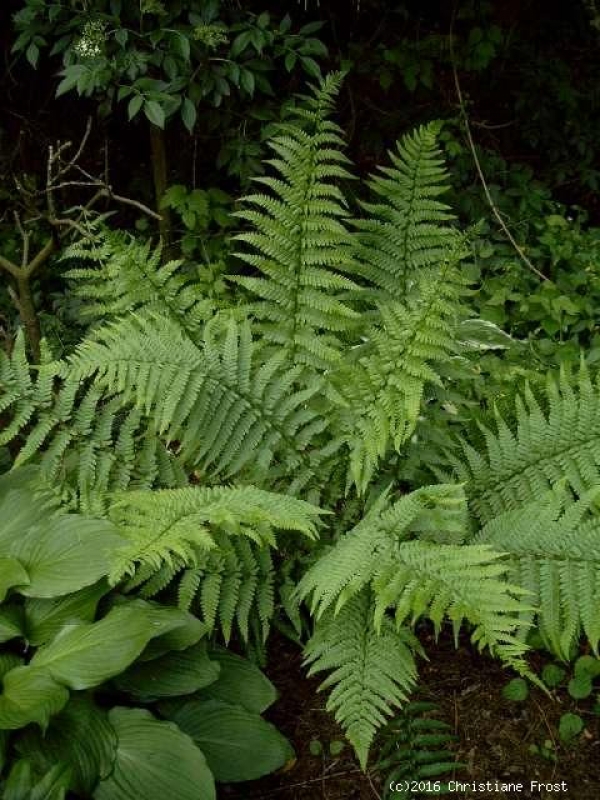 3 x Waldfrauen-Farn - Athyrium filix-femina - Wildfarn - Tb 9
