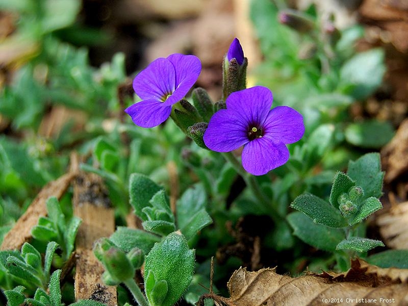 Blaukissen Hamburger Stadtpark , blauviolett , Tb 9