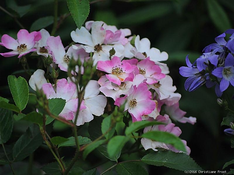 Strauchrose Ballerina ® ,  Bentall , 1937, Moschata-Rose - Co. 7,5 L
