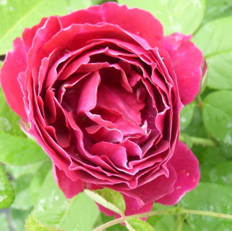Historische Rose Baron Girod de L`Ain , Reverchon , 1897 , Co. 5 L