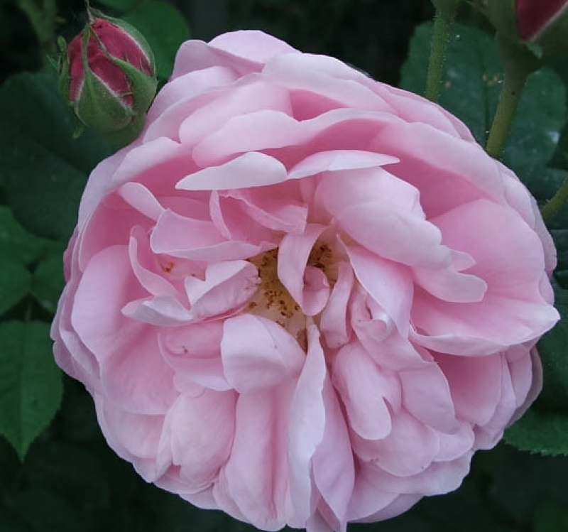 Historische Rose Belle Amour, Züchter unbekannt, vor 1940, Co. 5 L