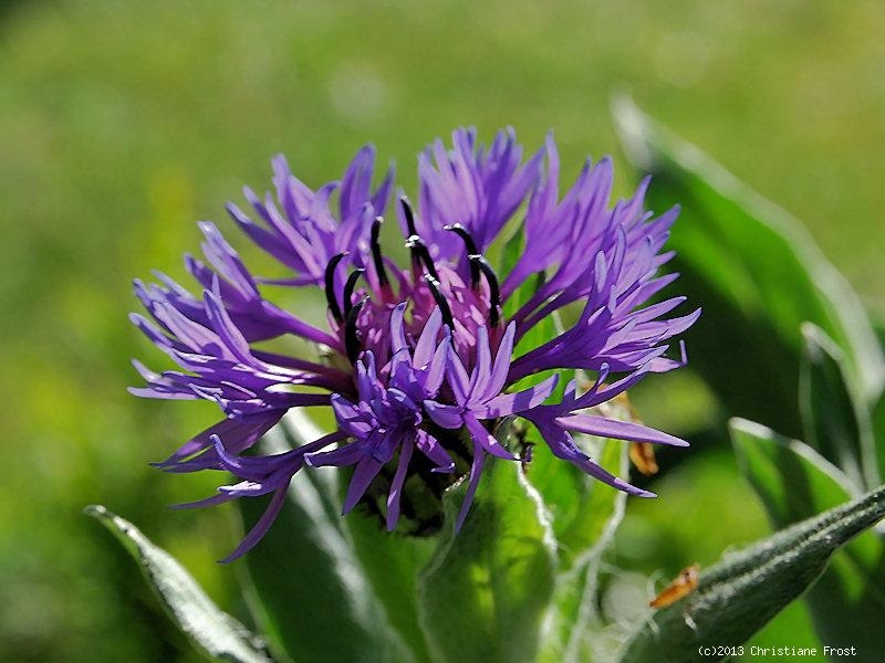 Blaue Berg-Flockenblume - alte Gartenstaude - Tb 11