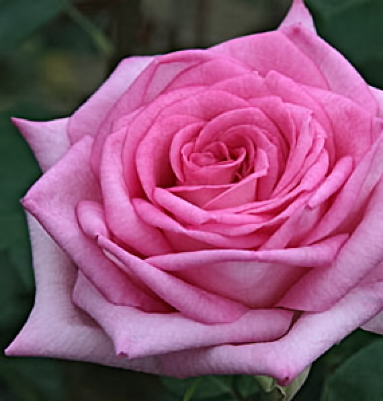 Edelrose  Beverly ®  Korpauviao ® , Kordes, 2007 - Co 5 L